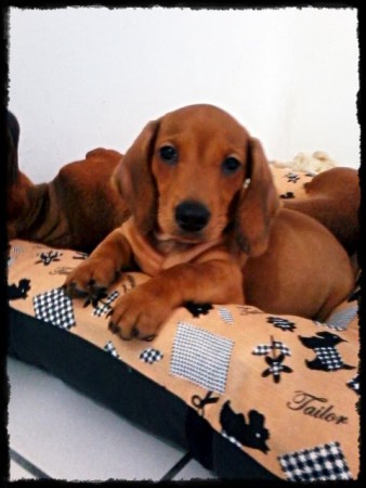 Dachshund Tekel